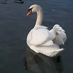 아파트 Knezevic 자드라보노